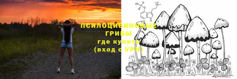 наркошоп  Горно-Алтайск  Псилоцибиновые грибы Psilocybine cubensis 